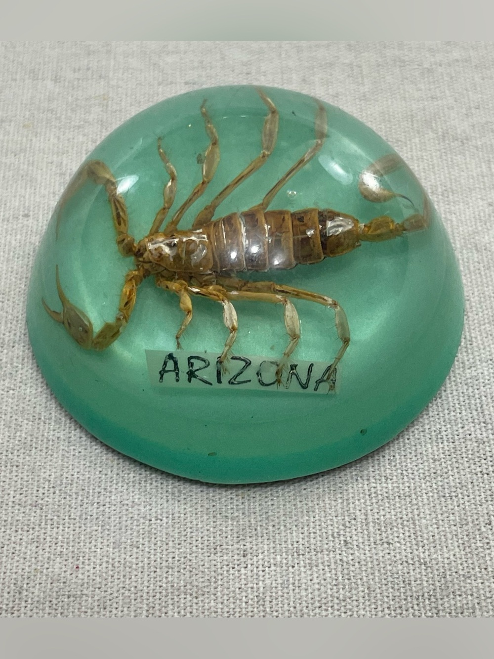 Vintage Arizona Scorpion Taxidermy Under Dome Paperweight Souvenir Glows in Dark